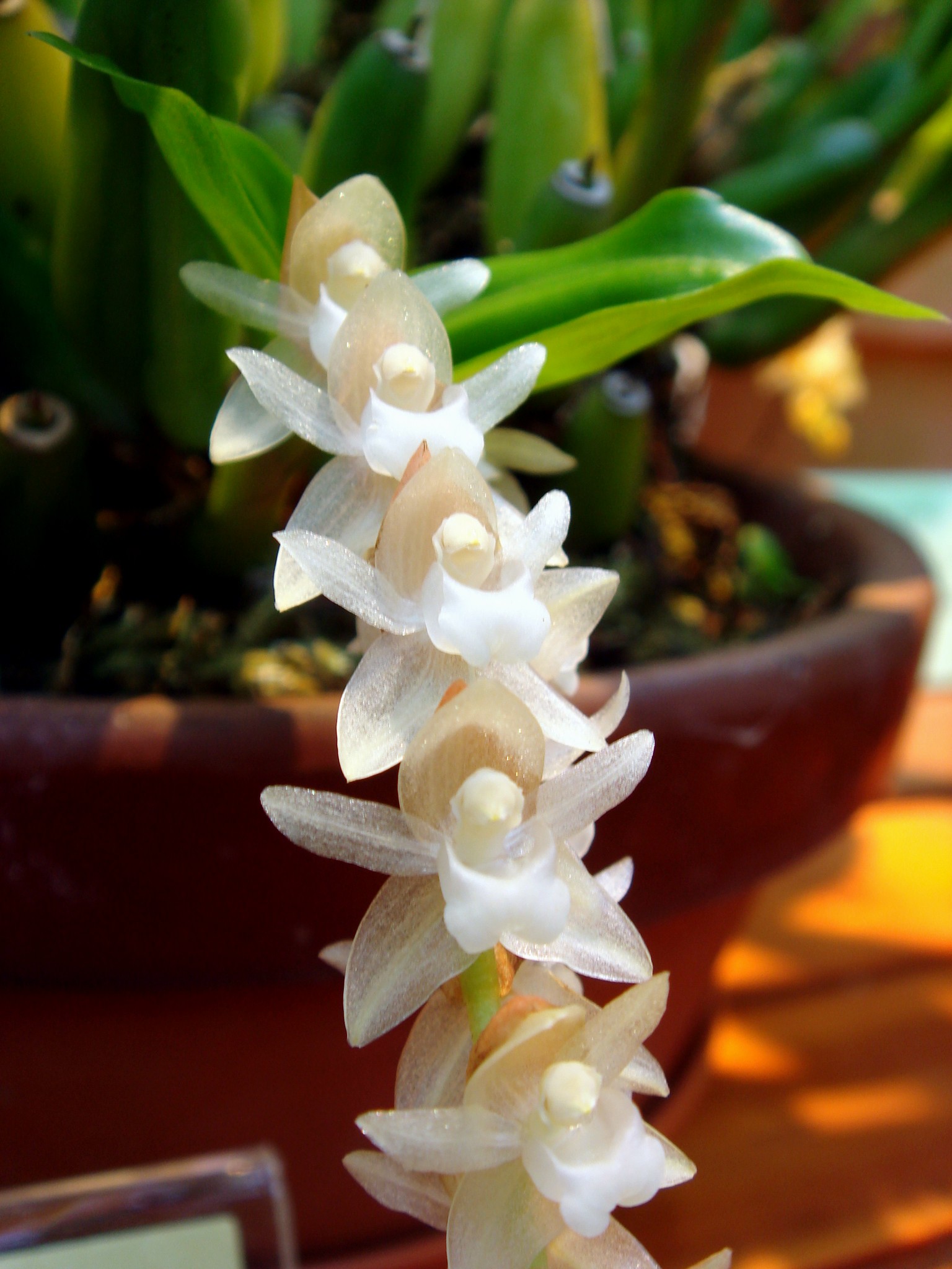 Pholidota chinensis Lindley